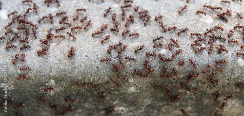 large group of red fire ants swarming a stone photo
