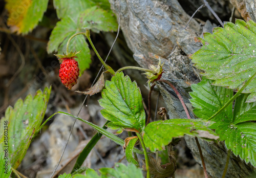 Wilde Erdbeere photo