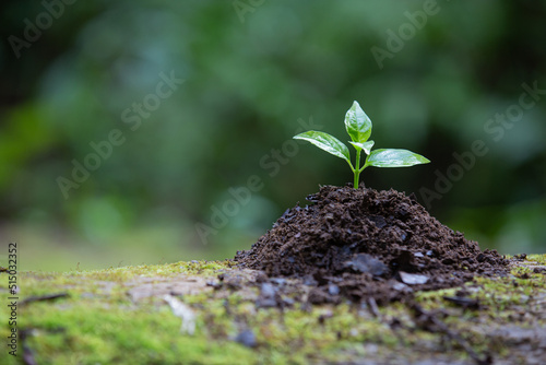 The sapling that grows from the ground has a natural background.