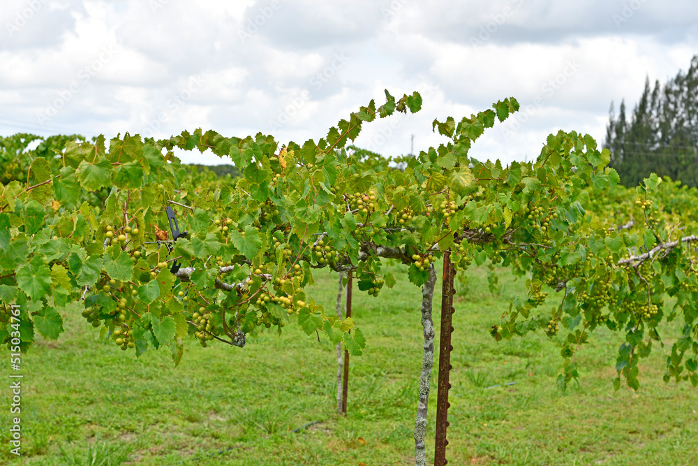 Rows of muscadine grapes growing on the vine at wine vineyard