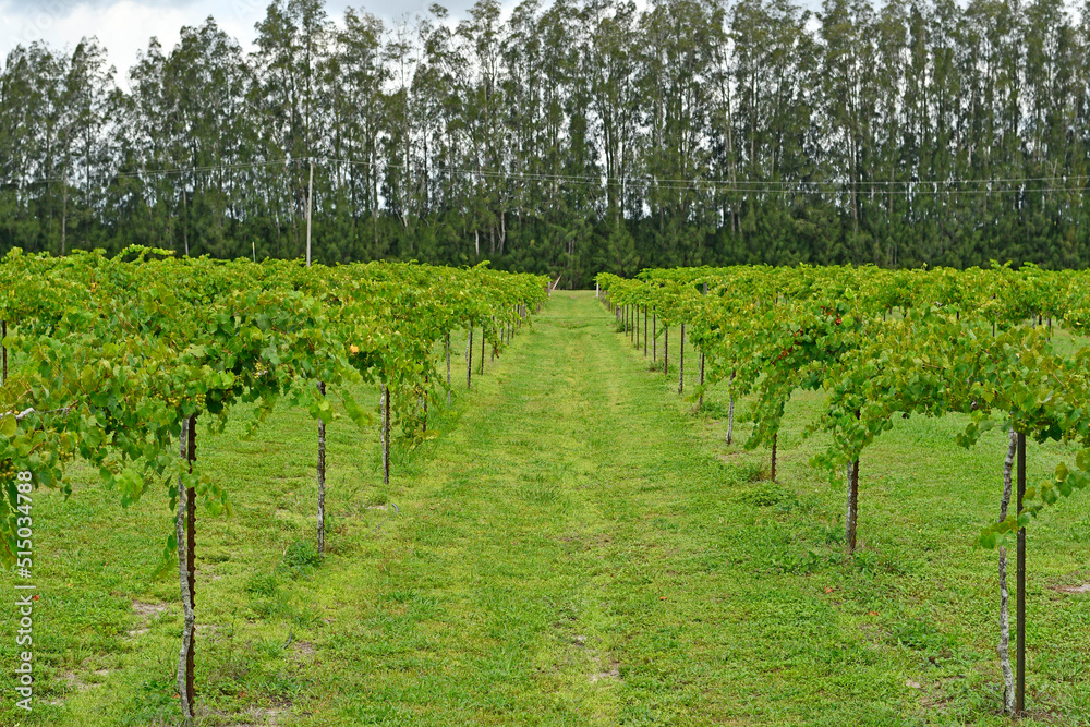 Rows of muscadine grapes growing on the vine at wine vineyard