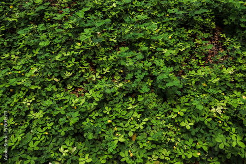 Fototapeta Naklejka Na Ścianę i Meble -  green ivy wall
