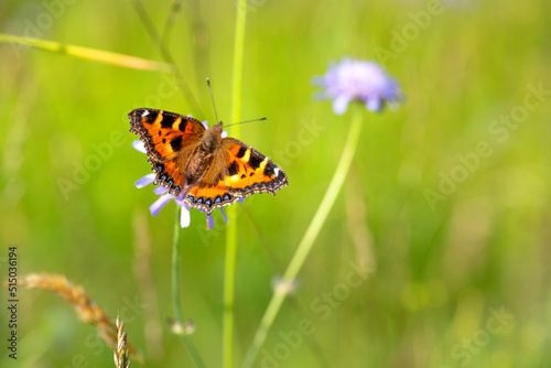 butterfly on a flower