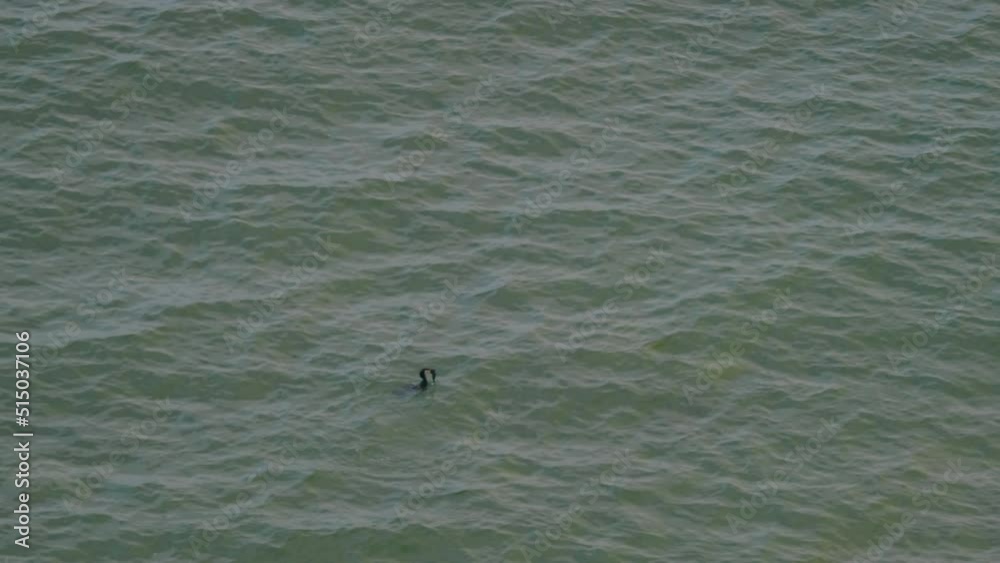 Aerial view of black cormorant emerges on the surface of the water with catfish in its beak. Cormorant swimming and diving in sea to catch fish. Cormorants fishing in sea Aerial view of black cormorant emerges on the surface of the water with catfish in its beak. Cormorant swimming and diving in sea to catch fish. Cormorants fishing in sea