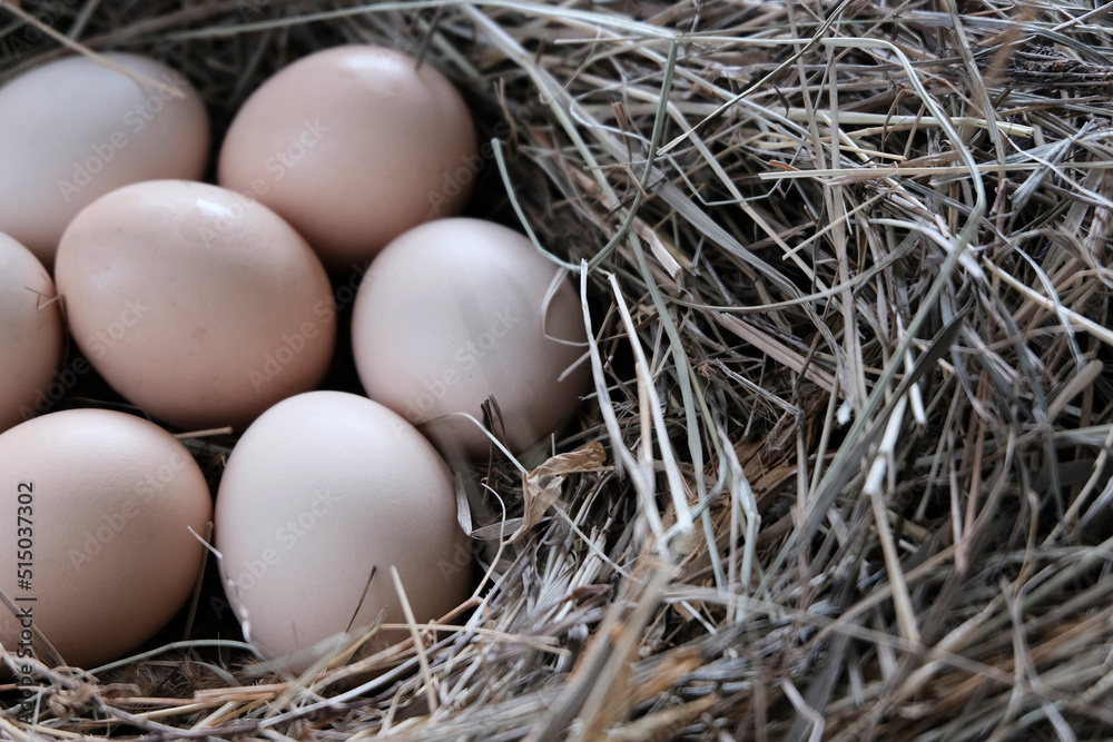 eggs in the nest eggs in the nest