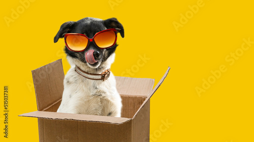 Εκτύπωση καμβά A funny dog dressed sunglasses on the yellow or illuminating background