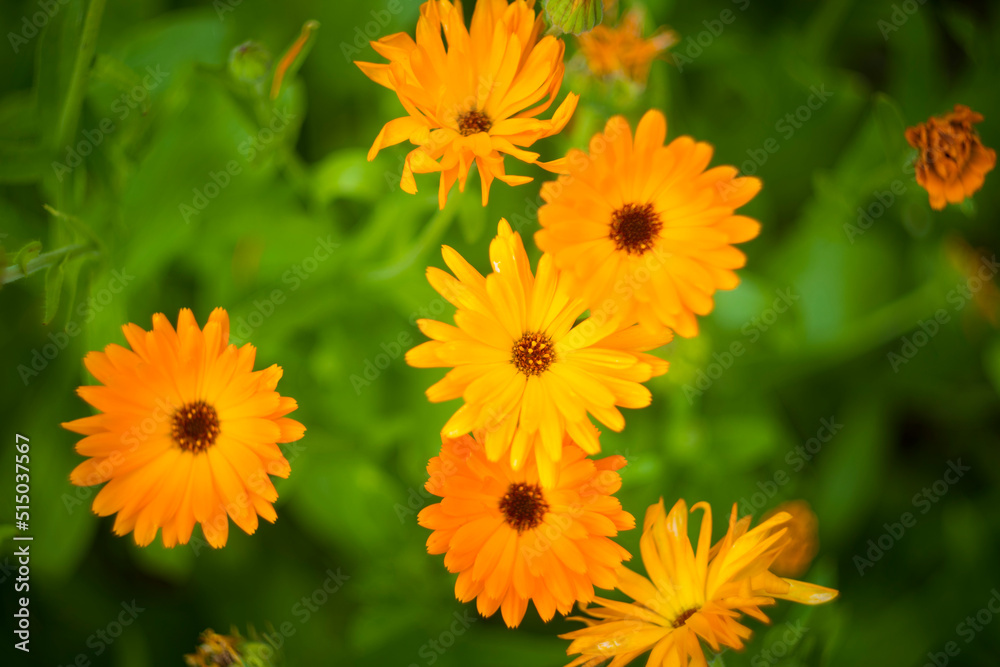 Pot marigold, common marigold, ruddles, Mary's gold or Scotch marigold Pot marigold, common marigold, ruddles, Mary's gold or Scotch marigold