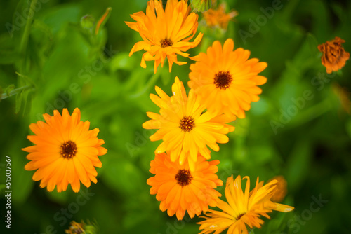 Pot marigold, common marigold, ruddles, Mary's gold or Scotch marigold