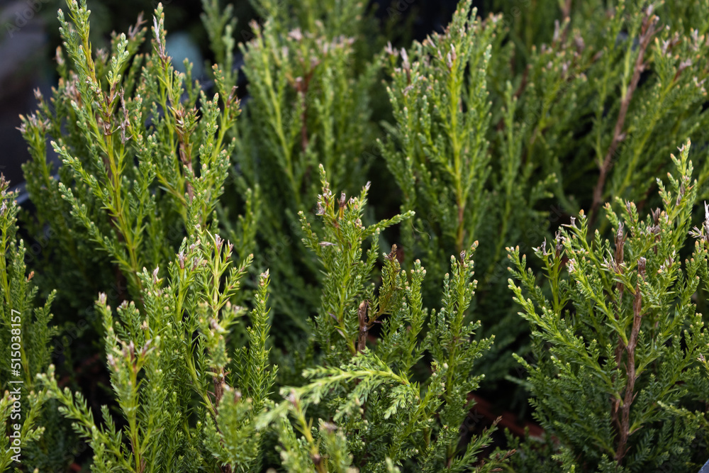Garden center. Gardening, shop. ornamental shrub, juniper, bokeh Garden center. Gardening, shop. ornamental shrub, juniper, bokeh