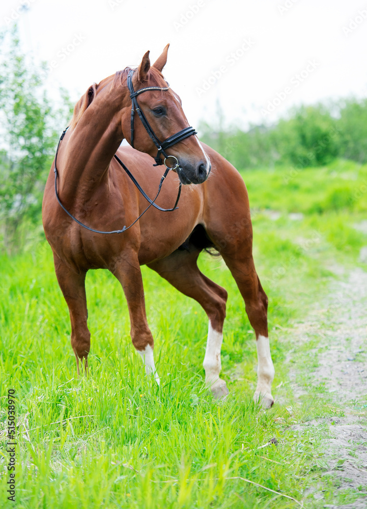 sportive chestnut horse posing around fresh green trees. spring time sportive chestnut horse posing around fresh green trees. spring time