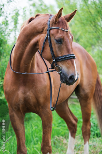 portrait of sportive chestnut horse posing around fresh green trees © anakondasp