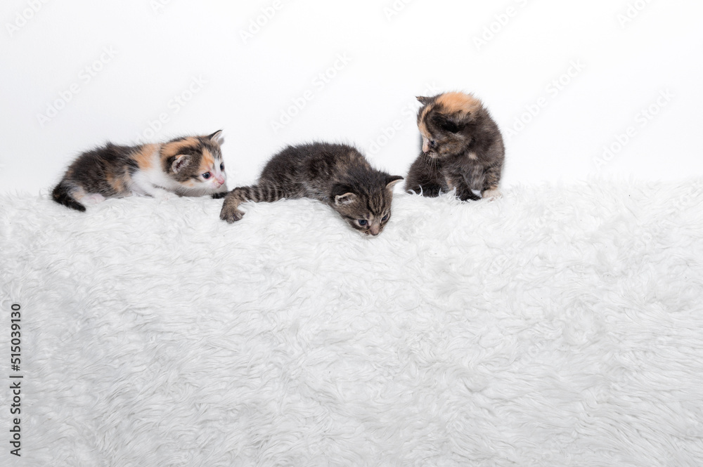 Three cute little kittens are sitting on a soft blanket Three cute little kittens are sitting on a soft blanket