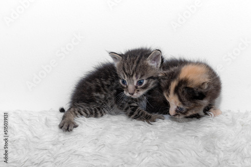 Two cute little kitten sits on a soft blanket.