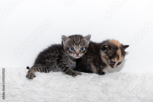 Two cute little kitten sits on a soft blanket.