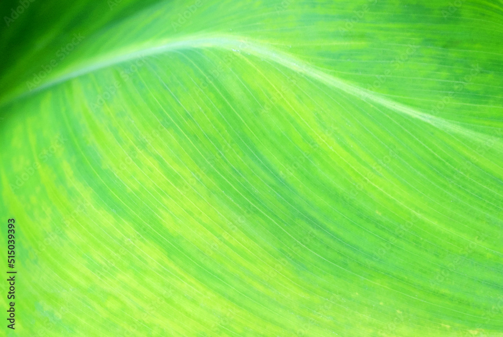 Surface of the yellow and green leaf as a background Surface of the yellow and green leaf as a background