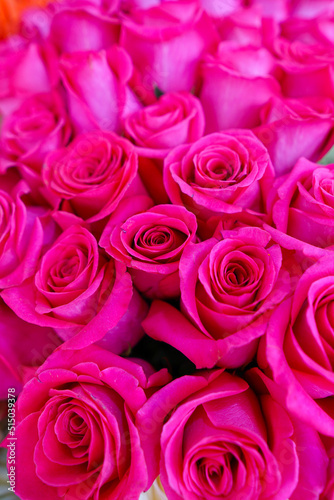 pink roses background