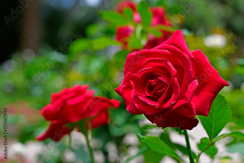 Red roses in garden