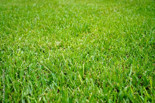 Fototapeta Naklejka Na Ścianę i Meble -  Green field of St. Augustine grass.
