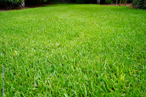 Green field of St. Augustine grass. photo