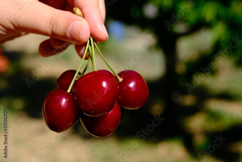 woman holding the cherries in her hand. natural and delicious fruits.