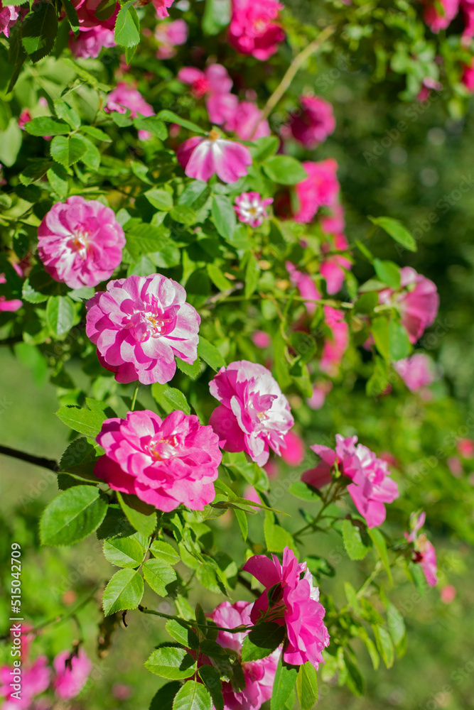 Bright large juicy scarlet roses in a summer sunny garden among green foliage Bright large juicy scarlet roses in a summer sunny garden among green foliage