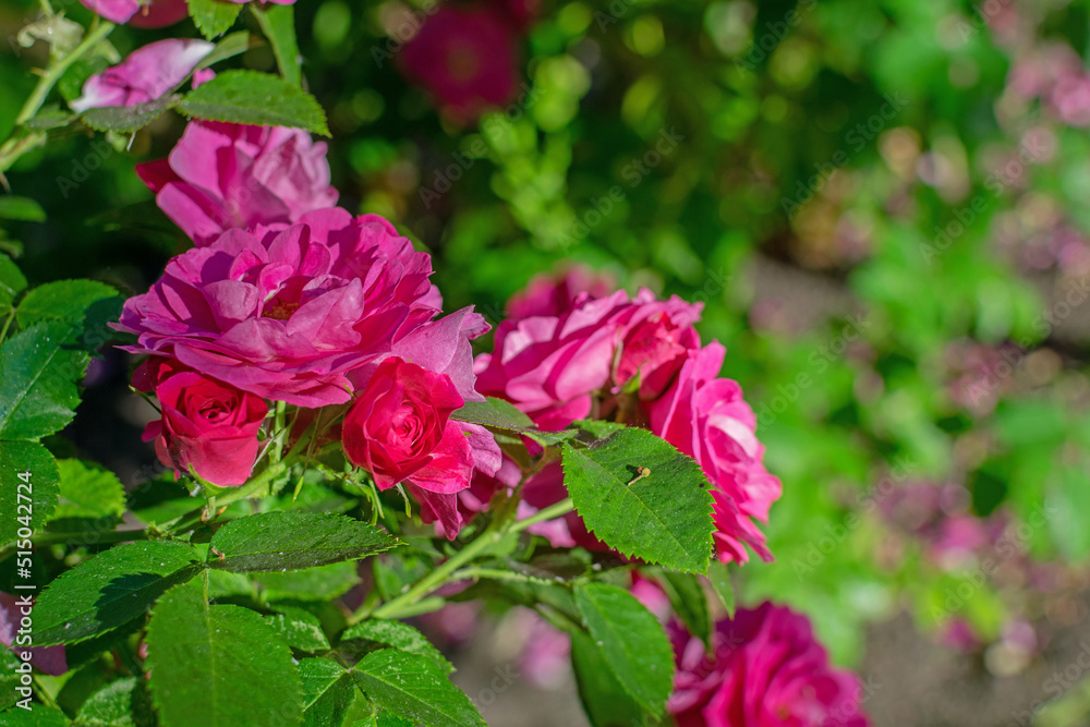 Bright large juicy scarlet roses in a summer sunny garden among green foliage Bright large juicy scarlet roses in a summer sunny garden among green foliage