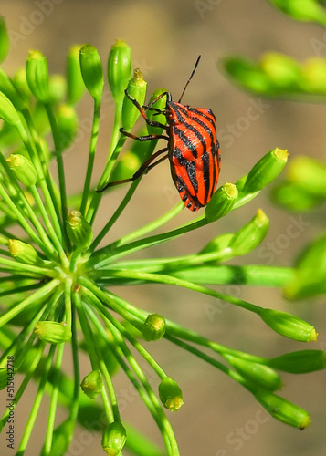 Italian striped bug pollinates dill seeds