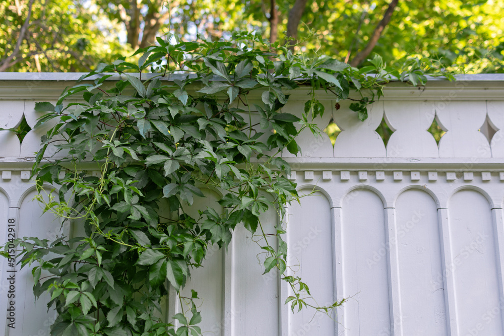 A white wooden smooth fence with patterns is covered with a green climbing plant, ivy