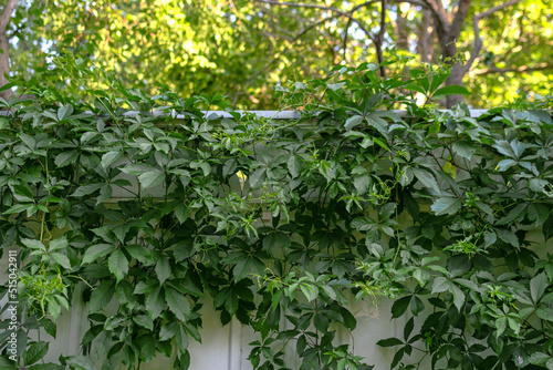A white wooden smooth fence with patterns is covered with a green climbing plant, ivy
