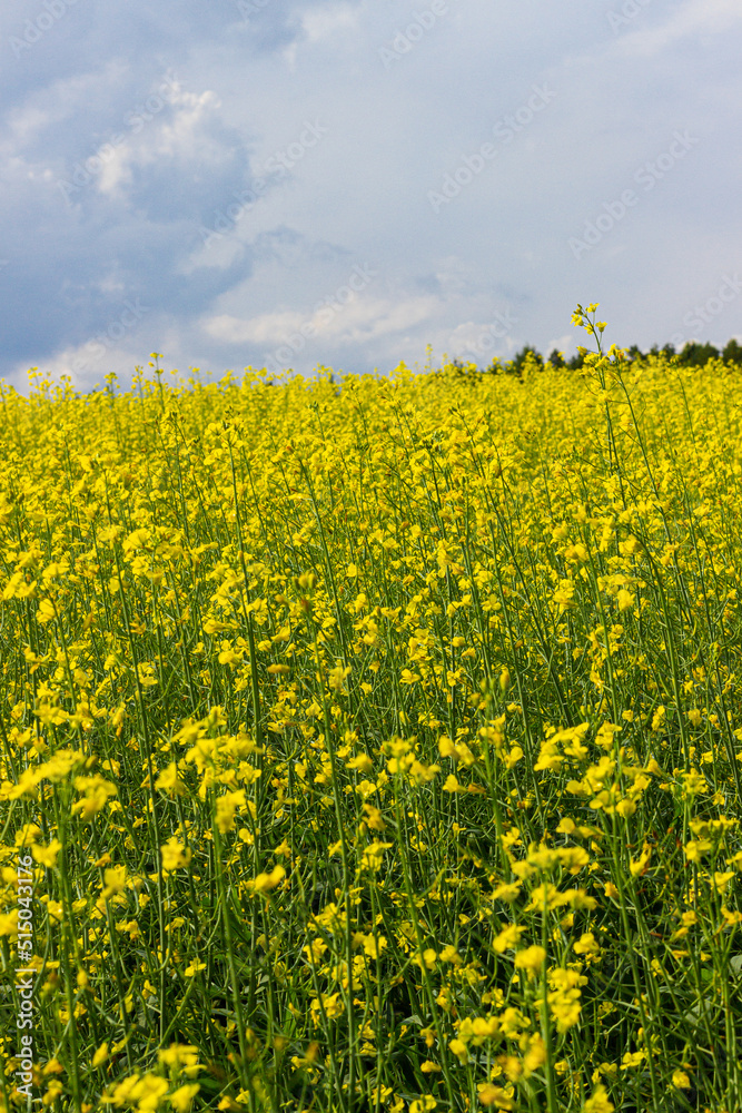 Obraz premium rapeseed field against a stormy sky