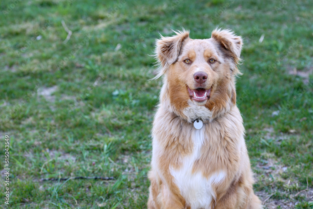 Obraz premium portrait of beautiful dog looking in camera sitting in a field