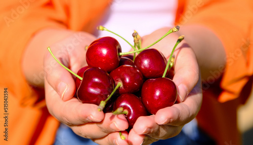 close-up of cherry in the woman's hand. natural and delicious fruits. 