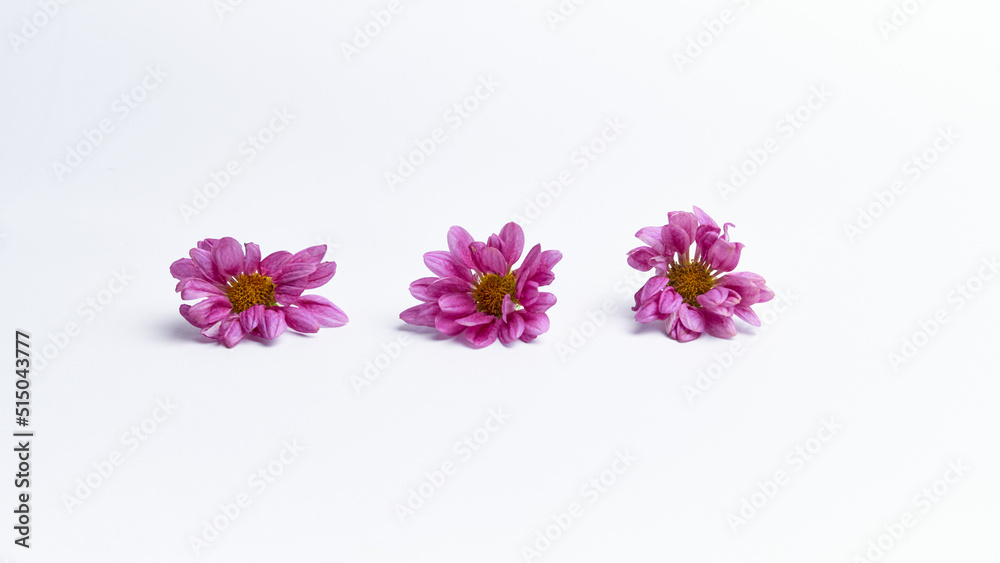 Dahlia flower isolated on a white background Dahlia flower isolated on a white background