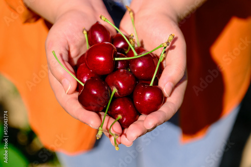 woman holding cherries in her palm of the hand. natural and delicious fruits. 