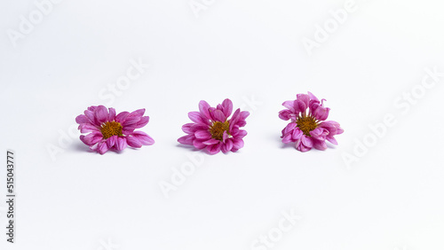 Dahlia flower isolated on a white background