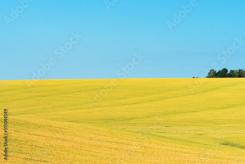 Ukrainian field of wheat on a sunny day