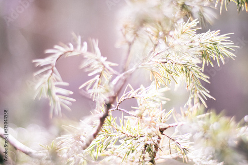  sprig of wild juniper closeup. artistic blur. © J_Koneva