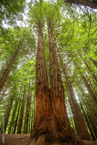 great sequoia in sequoias national park 