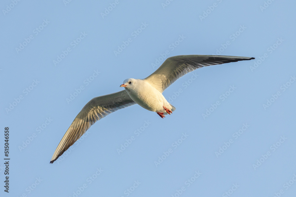 seagull in flight against blue background seagull in flight against blue background