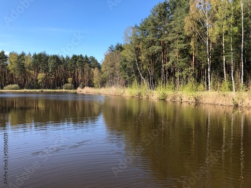 Obraz na płótnie las w salonie
