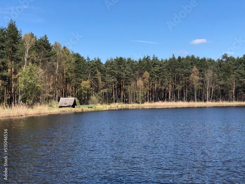 Obraz na płótnie las w salonie