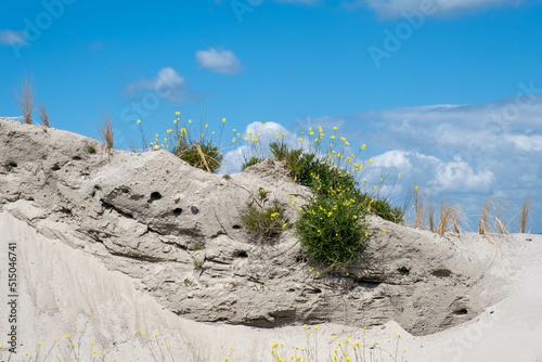 Sand martin - Oeverzwaluw | Marker Wadden photo