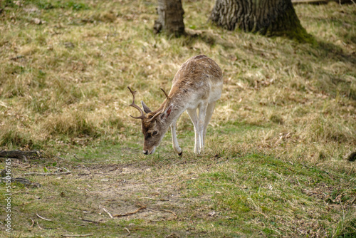 Damherten || Fallow deer photo