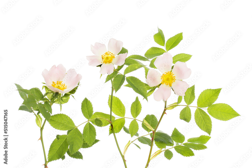 Obraz premium Dog rose flowers