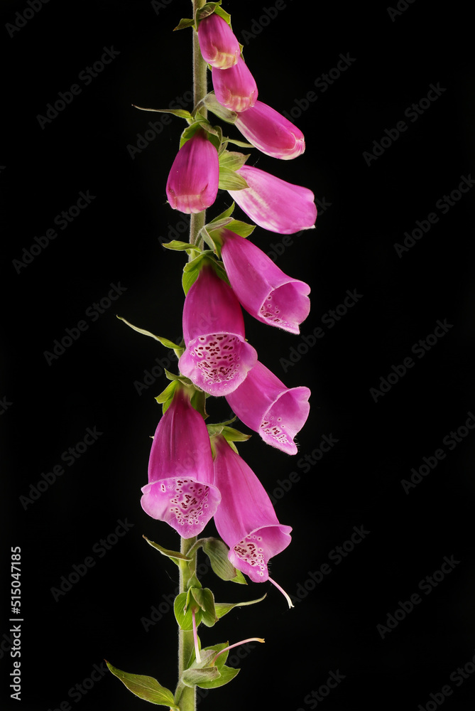 Obraz premium Foxgloves against black