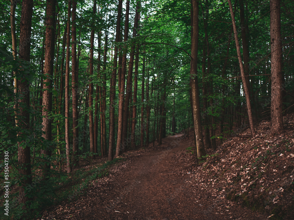 Obraz premium path in the woods