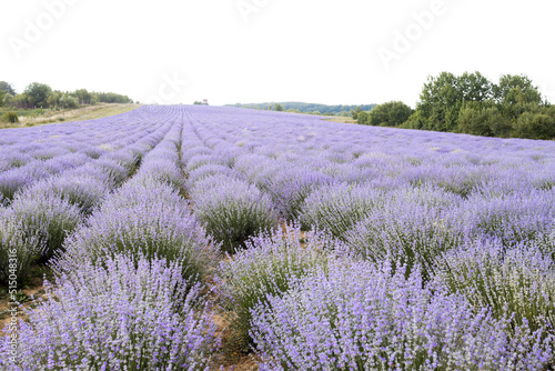 Blooming lavender field at sunset