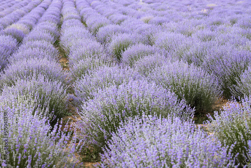 Blooming lavender field at sunset