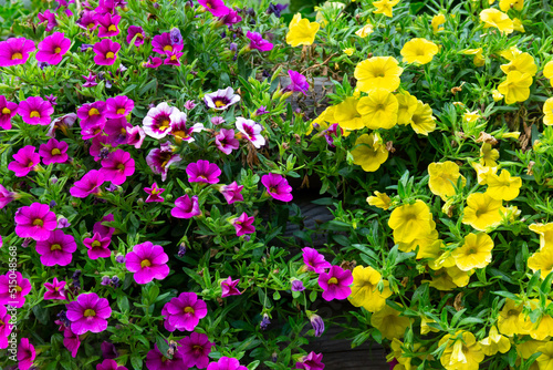 Petunie rosa, bianche e gialle in fioritura photo