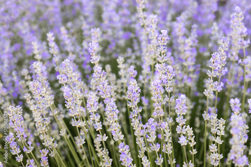 Fototapeta Naklejka Na Ścianę i Meble -  Colorful flowering lavender field in the dawn light.